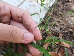 Digitaria radicosa