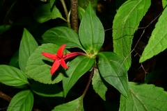 Crusea coccinea