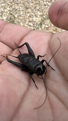 Gryllus veletis