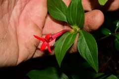 Crusea coccinea