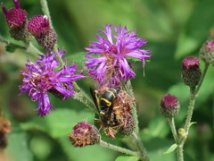 Euodynerus hidalgo boreoorientalis