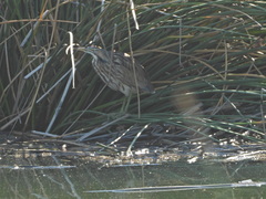 Botaurus lentiginosus