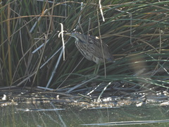 Botaurus lentiginosus