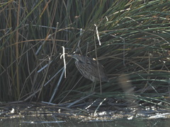 Botaurus lentiginosus