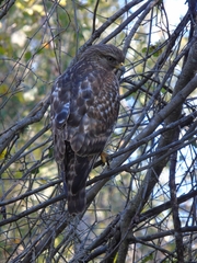 Buteo lineatus