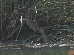 Botaurus lentiginosus