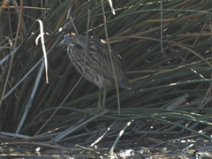 Botaurus lentiginosus