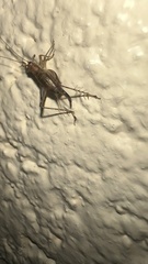 Anaxipha exigua