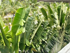 Ravenala madagascariensis