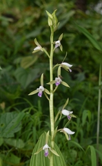 Eulophia herbacea