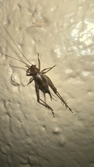 Anaxipha exigua