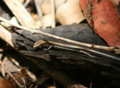 Lampropholis delicata