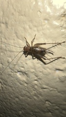 Anaxipha exigua
