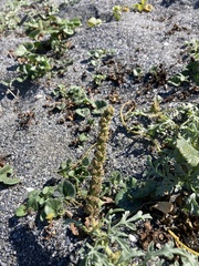 Ambrosia chamissonis