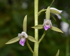 Eulophia herbacea