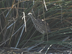 Botaurus lentiginosus