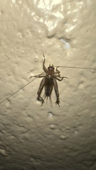 Anaxipha exigua