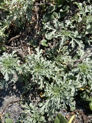 Ambrosia chamissonis