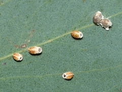 Eriococcus