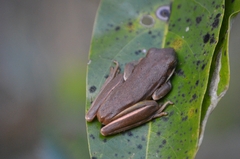 Hyla cinerea