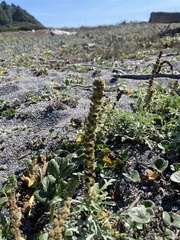 Ambrosia chamissonis