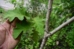 Solanum chrysotrichum