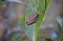 Hyla cinerea