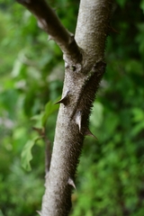 Solanum chrysotrichum