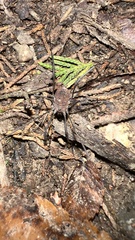 Leiobunum flavum