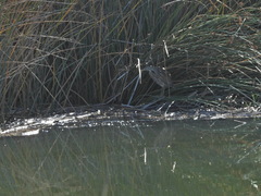 Botaurus lentiginosus