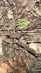Leiobunum flavum