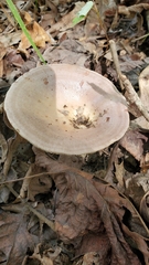 Lactarius argillaceifolius argillaceifolius