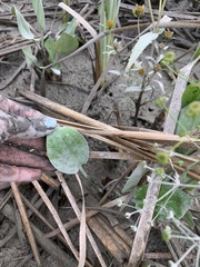Alisma