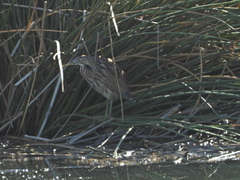 Botaurus lentiginosus