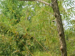 Salix nigra