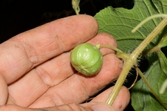 Sicyoeae