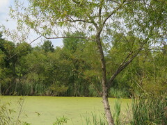Salix nigra