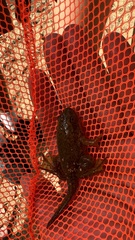 Lithobates catesbeianus