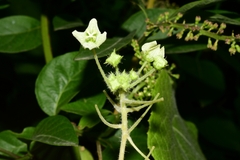 Sicyoeae