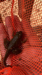 Lithobates catesbeianus