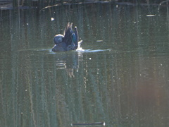 Anas crecca carolinensis