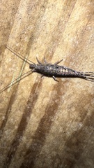 Archaeognatha