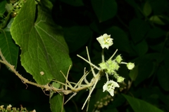 Sicyoeae