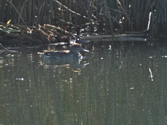 Anas crecca carolinensis