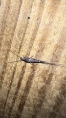 Archaeognatha
