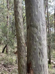 Corymbia maculata