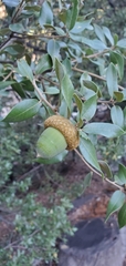 Quercus chrysolepis