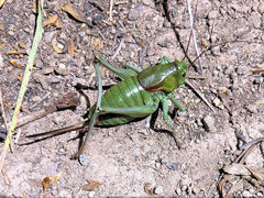 Anabrus simplex