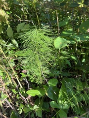 Equisetum sylvaticum
