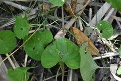 Viola epipsila